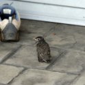 6 - Babies leave nest on May 22
